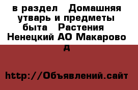  в раздел : Домашняя утварь и предметы быта » Растения . Ненецкий АО,Макарово д.